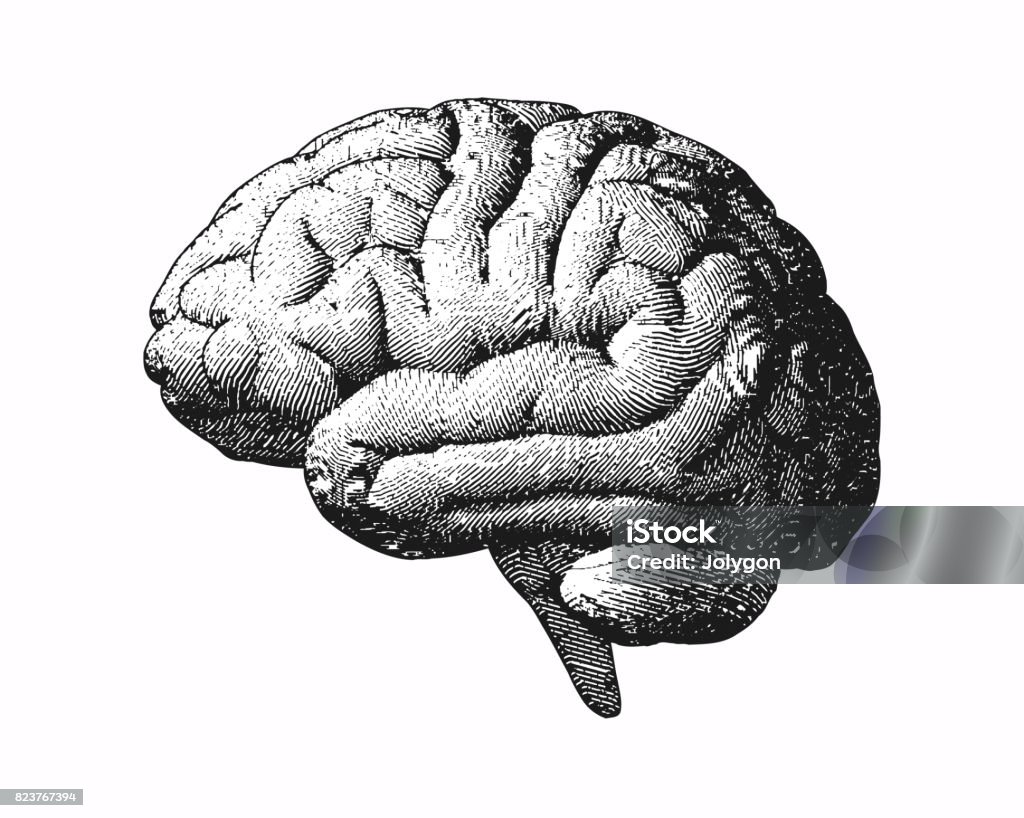 Монохромная гравировка иллюстрации мозга на белом BG - Векторная графика Гравировка роялти-фри