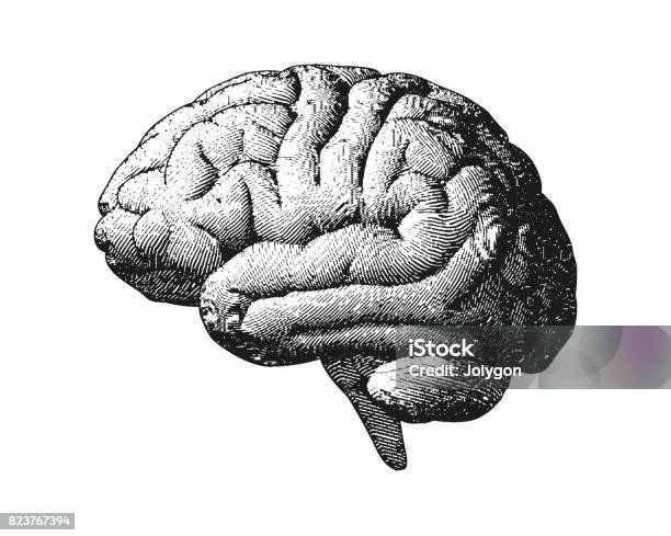 Монохромная Гравировка Иллюстрации Мозга На Белом Bg — стоковая векторная графика и другие изображения на тему Гравировка