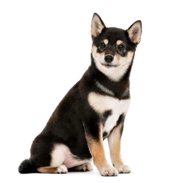 Puppy Shiba Inu sitting, 4 months old, isolated on white Puppy Shiba Inu sitting, 4 months old, isolated on white shiba inu stock pictures, royalty-free photos & images