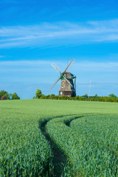 istock Landscape with grain field and view toward the Farver mill 823768022