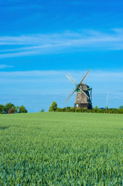 istock Landscape with grain field and view toward the Farver mill 823768216