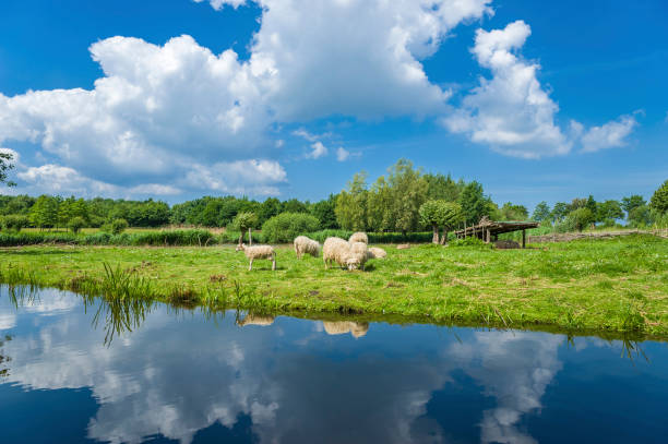 Skudden sheeps at the lake wallsee in Oldenburg Holstein at the Baltic Sea