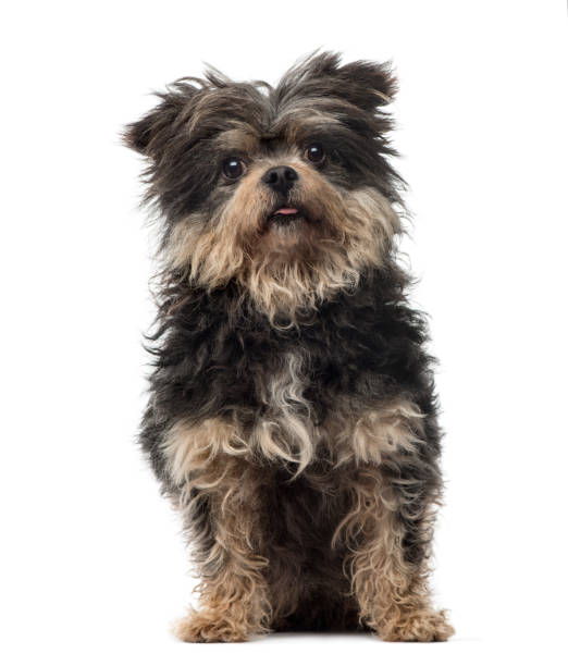 istock Mixed breed dog sitting, 4 years old, isolated on white 823771258