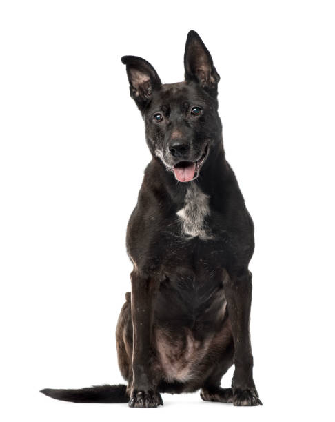 istock Black Mixed breed dog sitting, isolated on white 823771328