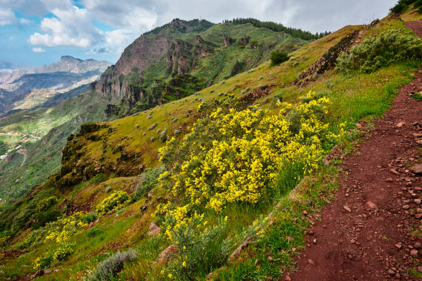 nature background with yellow flowers in Grand Canary mountains.