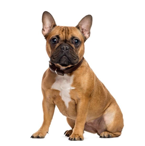 French Bulldog sitting and looking at the camera, isolated on white French Bulldog sitting and looking at the camera, isolated on white collar stock pictures, royalty-free photos & images