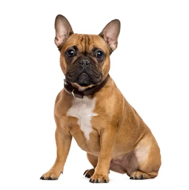 French Bulldog sitting and looking at the camera, isolated on white