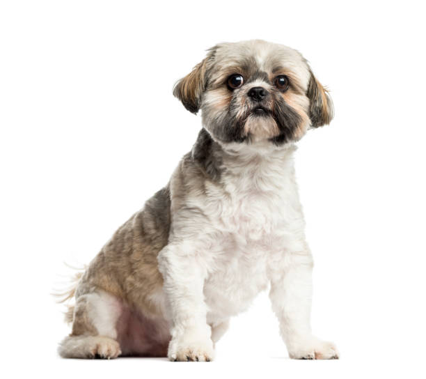 istock Lhasa Apso sitting, 4 years old, isolated on white 823771490