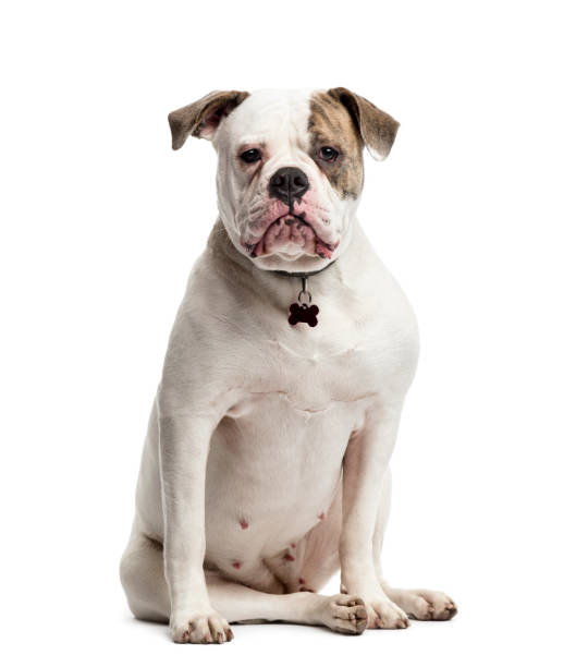 American Bulldog sitting, 1 year old, isolated on white American Bulldog sitting, 1 year old, isolated on white american pit bull terrier stock pictures, royalty-free photos & images