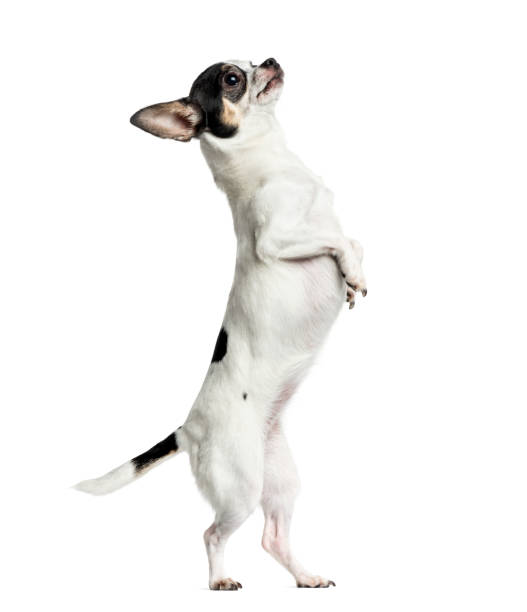 istock Chihuahua on hind legs, 1 year old, isolated on white 823771694