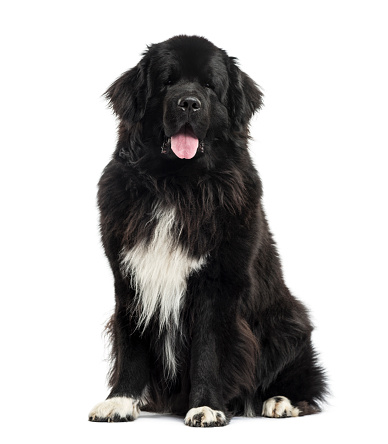 Newfoundland sittind, 3 years old, isolated on white