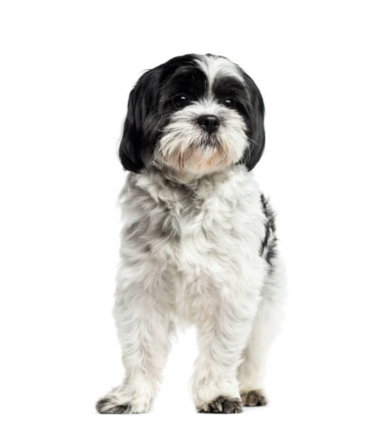istock Shih Tzu standing, 2 years old, isolated on white 823771848