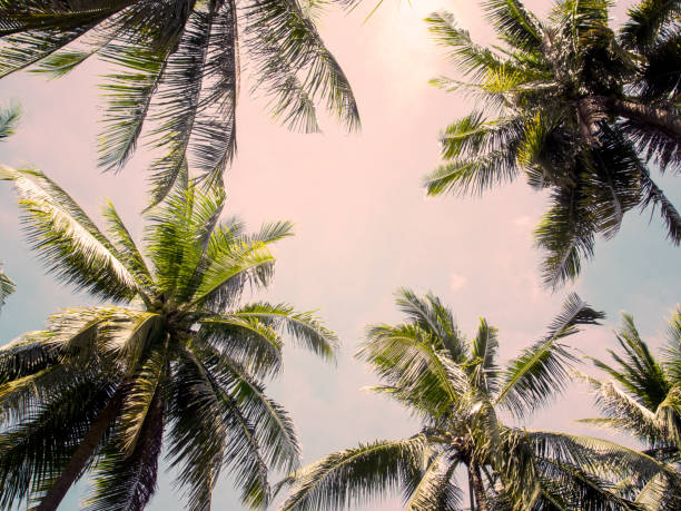 istock Palm tree crowns with green leaves on sunny sky background. 823771932