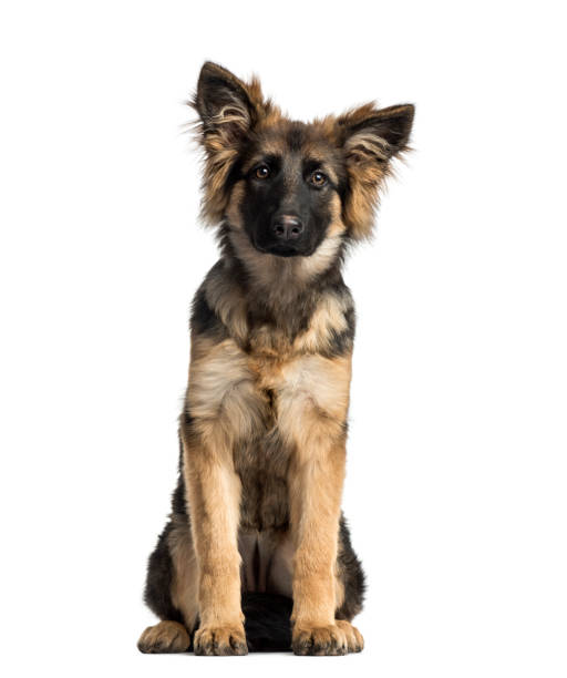 istock Puppy German Shepherd Dog sitting, 4 months old, isolated on white 823772042