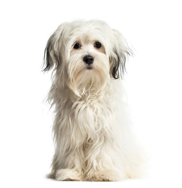 istock Puppy Shih Tzu sitting, 6 months old, isolated on white 823772094