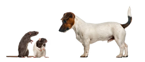 istock Dachshund looking at mouses, isolated on white 823772354