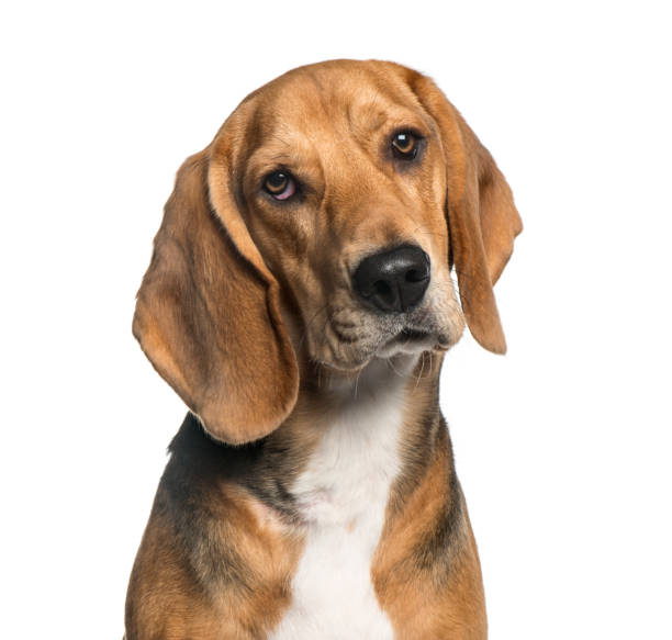 istock Close-up of a Basset Hound, isolated on white 823772432