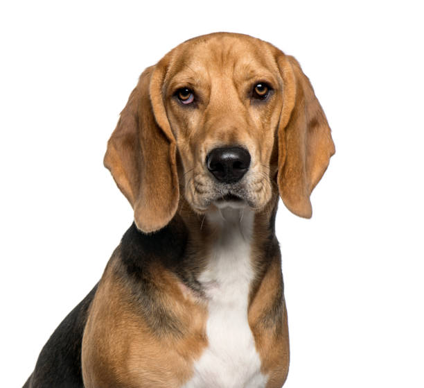 istock Close-up of a Basset Hound, isolated on white 823772462