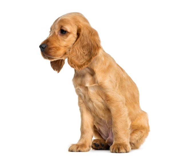 istock Puppy English Cocker Spaniel sitting, 9 weeks old, isolated on white 823774642
