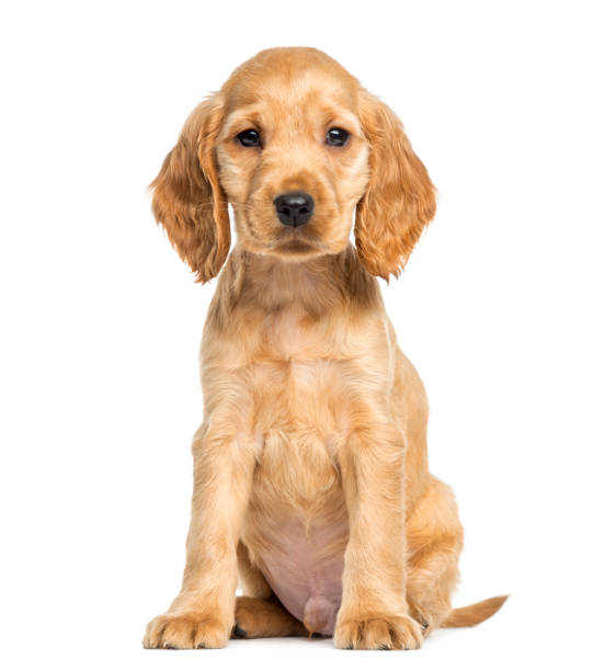 istock Puppy English Cocker Spaniel sitting, 9 weeks old, isolated on white 823774680