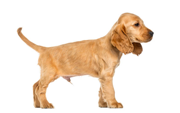istock Puppy English Cocker Spaniel standing, 9 weeks old, isolated on white 823774708