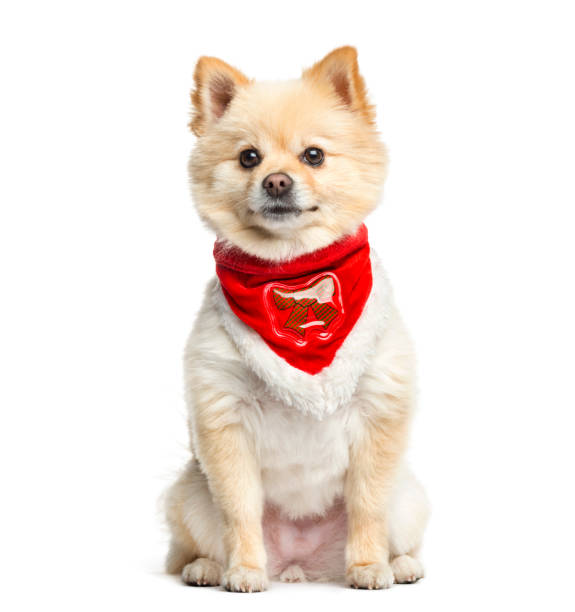 istock Pomeranian sitting with a red scarf, 3 years old, isolated on white 823774840