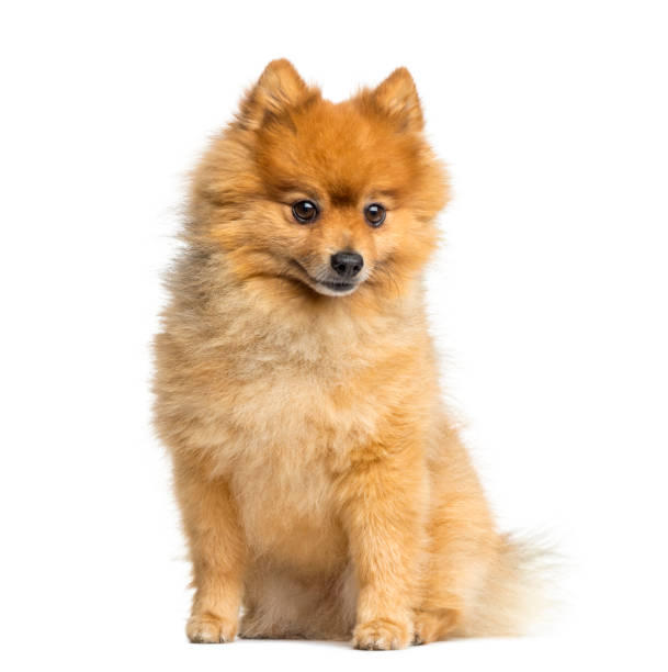 istock Pomeranian sitting, 5 years old, isolated on white 823774858