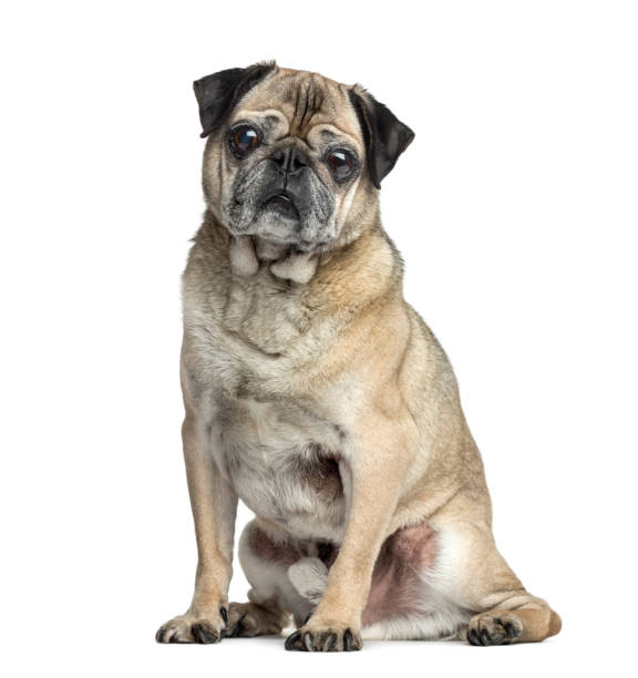 istock Old Pug sitting, 9 years old, isolated on white 823774898