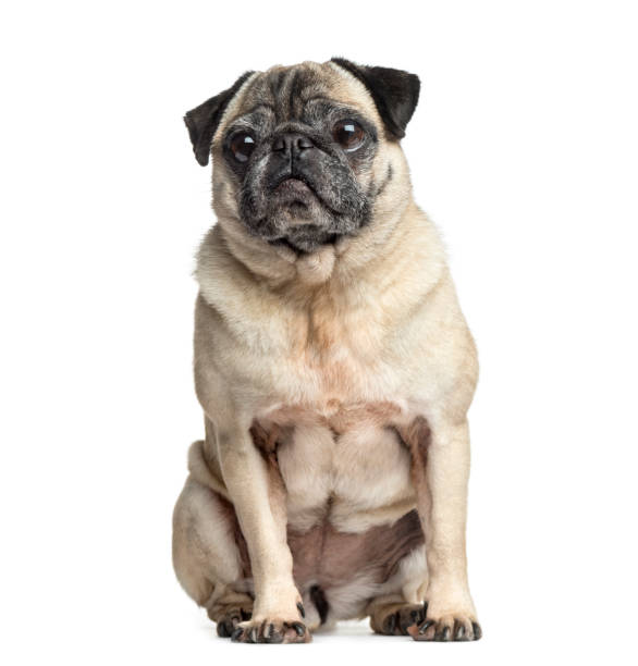 istock Old Pug sitting, 9 years old, isolated on white 823774940