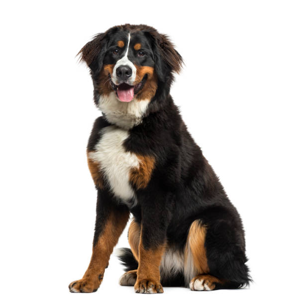 istock Bernese Mountain Dog sitting, 8 months old, isolated on white 823775042