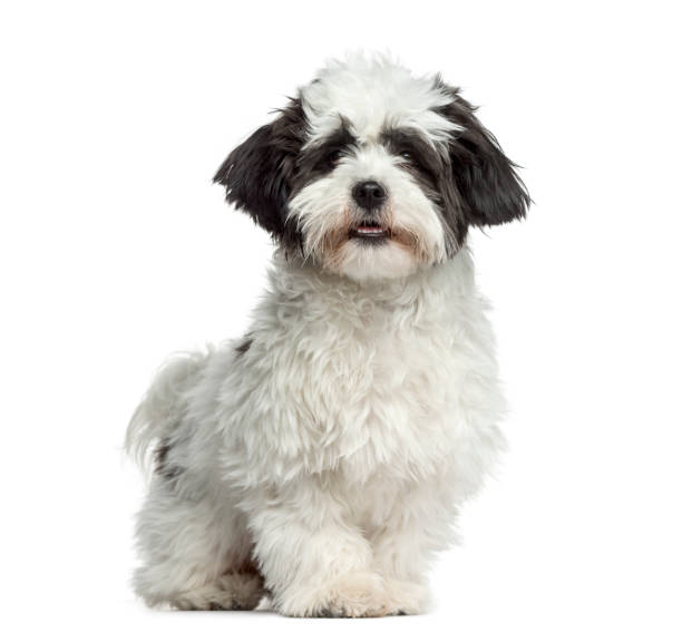istock Mixed-breed dog standing, 7 months old, isolated on white 823775060