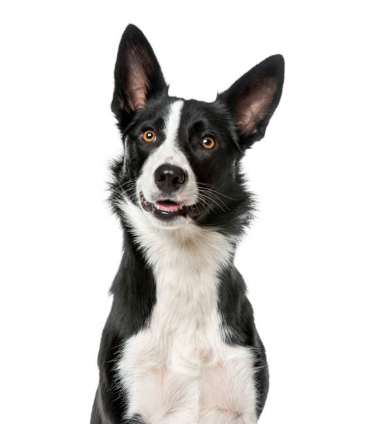 istock Border Collie looking away, isolated on white, 1 year old 823775714