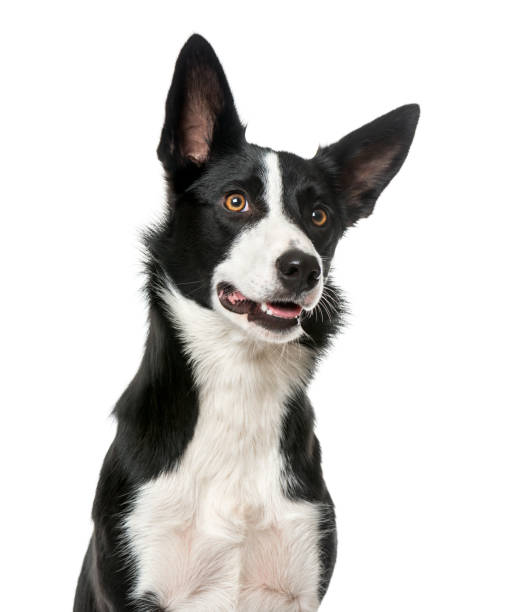 istock Border Collie looking away, isolated on white, 1 year old 823775732
