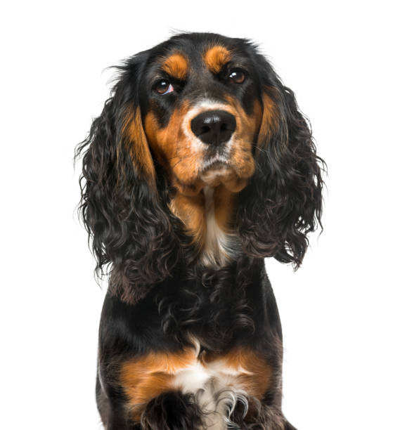 istock Bad-tempered English Cocker Spaniel, isolated on white,11 months old 823775836