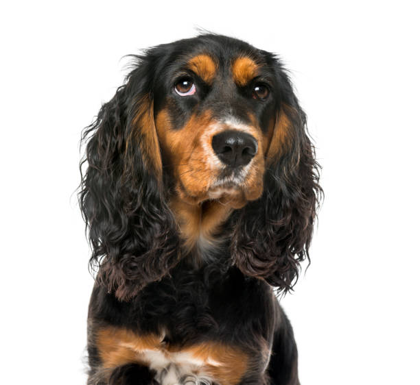 istock Close-up of a thoughtful English Cocker Spaniel , isolated on white 823775848