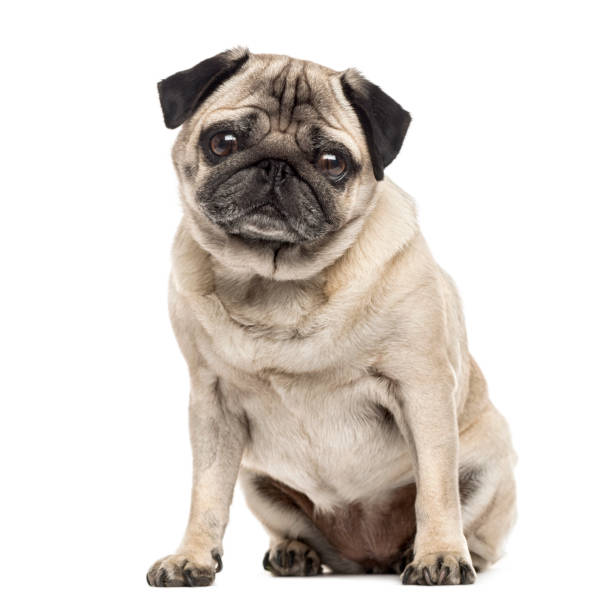 istock Pug sitting, 6 years old , isolated on white 823776108