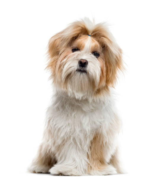 istock Shih Tzu sitting, isolated on white, 7 months old 823776122