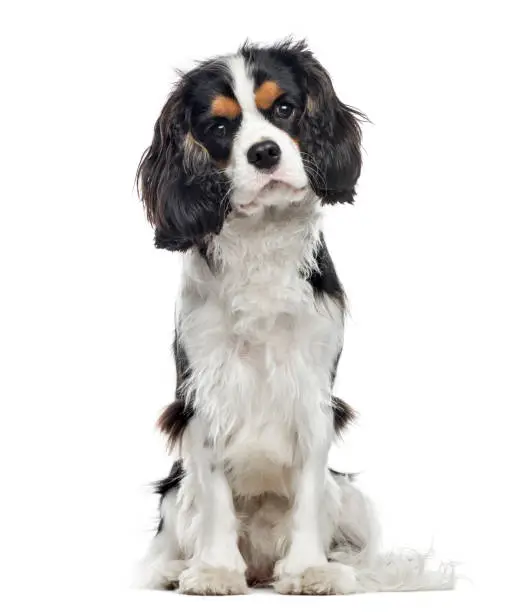 Cavalier King Charles Spaniel sitting, 10 months old , isolated on white
