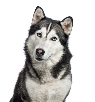 Close-up of a Siberian Husky, 4 years old , isolated on white
