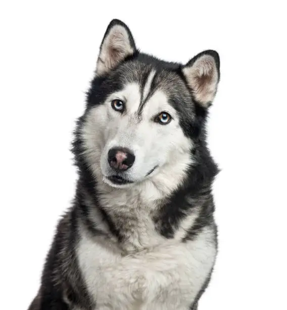 Close-up of a Siberian Husky, 4 years old , isolated on white