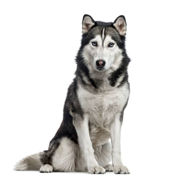 istock Siberian Husky sitting, 4 years old , isolated on white 823776282