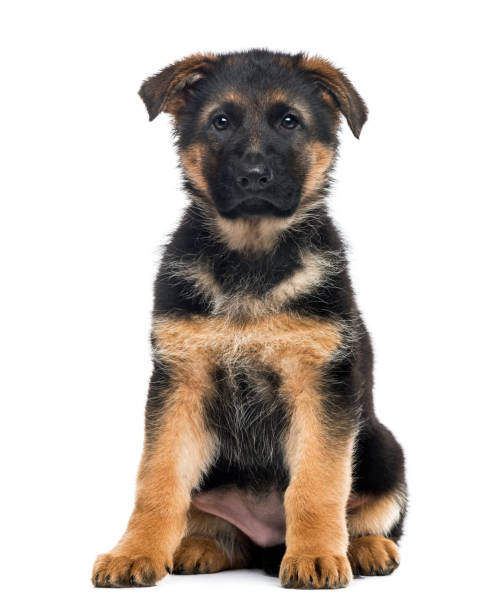 istock Puppy German Shepherd Dog sitting, 2 months old , isolated on white 823776302
