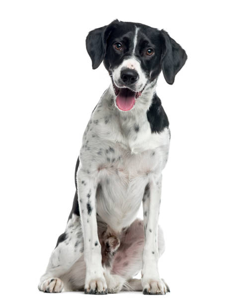 perro de raza mixta sentado, 2 años de edad, aislado en blanco - mixed breed dog fotografías e imágenes de stock