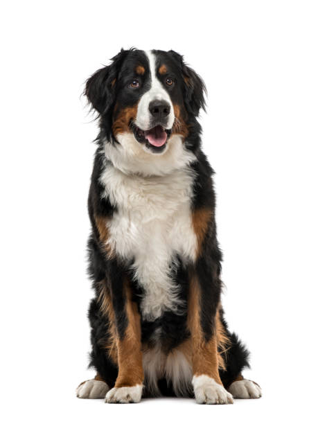 istock Bernese Mountain Dog sitting, 1 year old , isolated on white 823776406