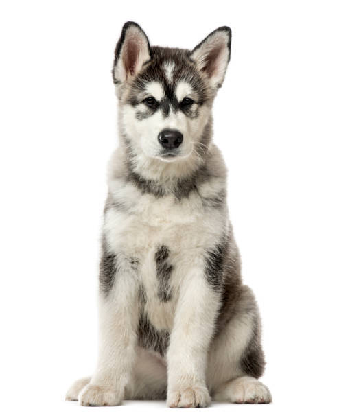 istock Puppy Alaskan Malamute sitting, 3 months old , isolated on white 823776532