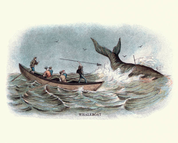 illustrazioni stock, clip art, cartoni animati e icone di tendenza di balenieri del xix secolo che arpioneno una balena - 19th