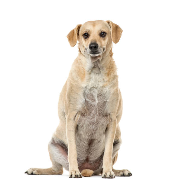 istock Mixed-breed sitting, 4 years old , isolated on white 823777980