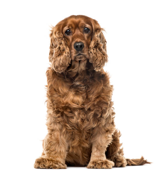 istock English Cocker Spaniel sitting, 6 years old , isolated on white 823778800
