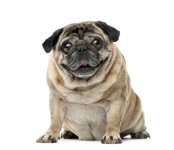 istock Pug sitting, 7 years old , isolated on white 823778842