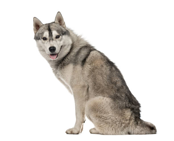 istock Side view of a Siberian Husky sitting, 1,5 year old , isolated on white 823780984
